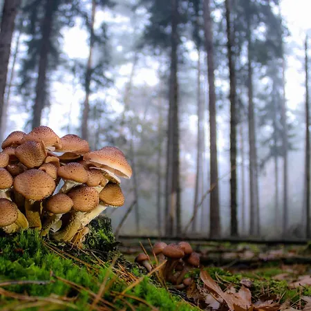 Eekhoorn Horská chata Hulshorst