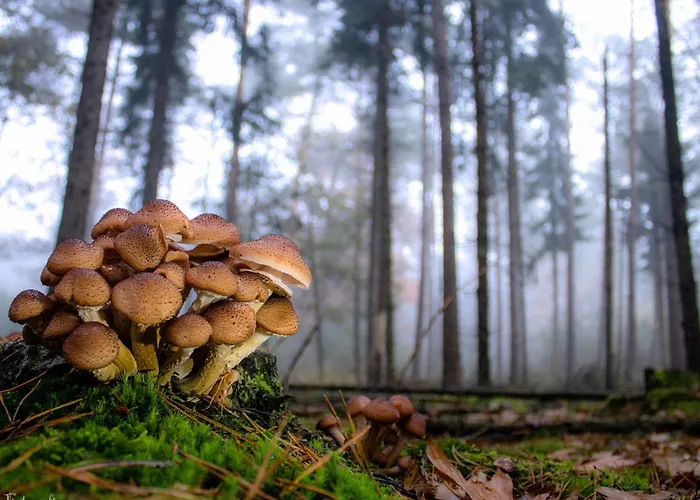 Eekhoorn Σαλέ Hulshorst